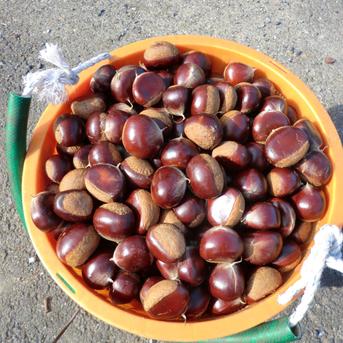 無農薬の栗 ぽろたん渋皮が簡単に取れる栗 | 果物/栗 産直アウル 農家