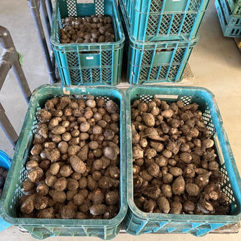 てるみんのSサイズ里芋1.8kg | 野菜/里いも 産直アウル 農家から直接