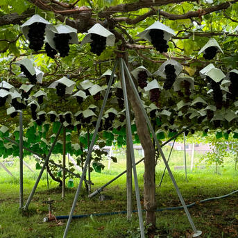 2025年【限定価格】ぶどう【ブラックビート】粒売りパック詰めご家庭用