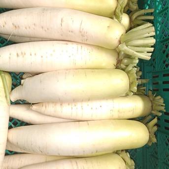 干し大根 細め小さめ 訳あり 箱込み約20kg 楽天市場】切り干し大根