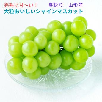 【大粒】農家直送 朝採り シャインマスカット 粒売り 約3kg これから旬！甘～い完熟朝採りシャインマスカット1.5kg~2～3房入り