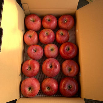 訳あり】サンふじ 約5kg(送料別) | 果物/りんご 産直アウル 農家から