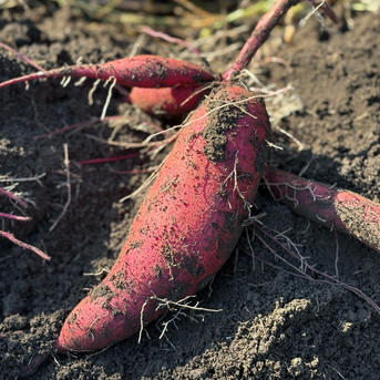 数量限定！】定番の極上甘味べにはるか約5キロ訳あり | 野菜