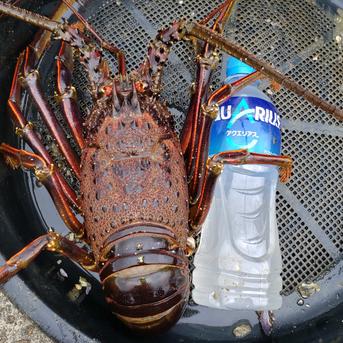 特大伊勢エビ　１匹　850g前後 １匹　約850g前後 魚介類/エビ通販