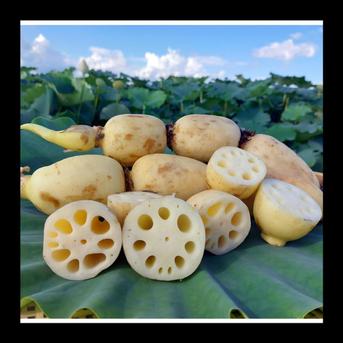 オーガニック蓮根　３kg 3.0kg 野菜/蓮根通販