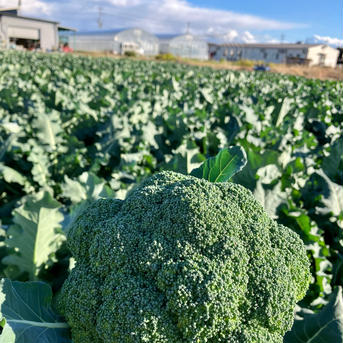 旬☆ないとうさん家の野菜セット ほうれん草・ブロッコリー各２個他2種類以上 野菜/野菜セット・詰め合わせ通販