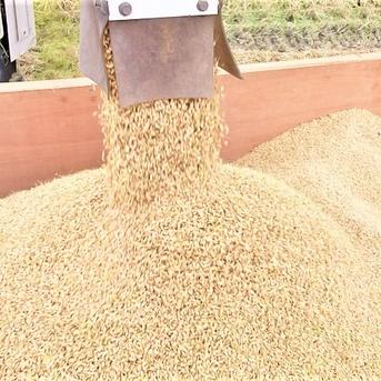 ビーガン米 玄米10㎏ 化学肥料、農薬不使用、植物性育ち | 米・穀物