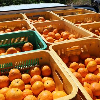 農家直送！なつみオレンジ無選別3kg≪秀品・訳あり品・サイズ混合≫ 平