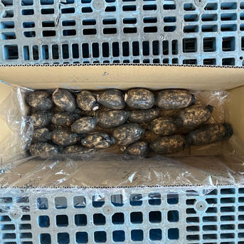 小ぶりでもっちり！しろいしれんこん　2kg 2kg 野菜/蓮根通販