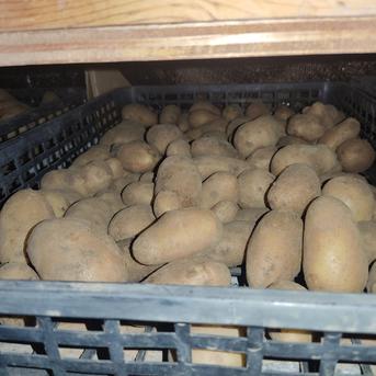 🥔農薬・化学肥料不使用ジャガイモ3種類（キタアカリ・メイクイーン・アンデスレッド）セット3kg🥔 ジャガイモ（キタアカリ・メイクイーン・アンデスレッド）3kg 野菜/じゃがいも通販