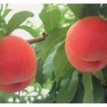 イチオシ❗️桃の王様👑川中島白桃　ご家庭　約３キロ 約３キロ 果物/もも通販