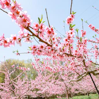 みずみずしい山形の桃 ご家庭用5kg箱（8～9月発送） ｜ 果物/もも 産直
