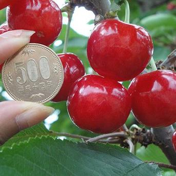 【お試し大特価】減農薬栽培・朝採れ発送　あま〜いさくらんぼ【佐藤錦】 2L-L混合 200g×2p（400g） 果物/さくらんぼ通販