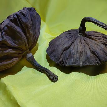 【貴重品】れんこん花托   乾燥品 120g～160g程度(20g前後/1個)  ８個～１０個入り 花・植物/花・植物通販
