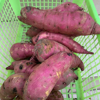 サツマイモ紅はるか（訳あり商品） 2キロ 野菜/さつまいも通販