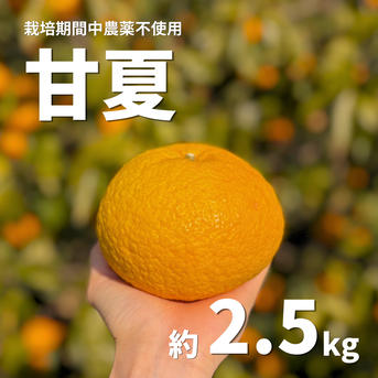栽培期間中農薬不使用】爽やかな甘さ 愛媛県産 甘夏 約2.5kg（家庭用