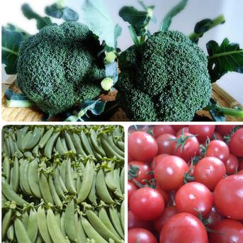 《熊本県産》野菜セット♪60サイズ ブロッコリー2玉スナップエンドウ400ｇミニトマト200ｇ 野菜/野菜セット・詰め合わせ通販