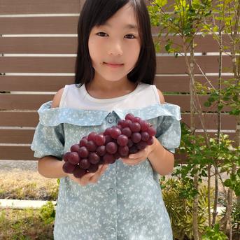 【幻のぶどう】家庭用キングデラウェア　1.8㎏（6～9房） 1.8㎏ 果物/ぶどう通販