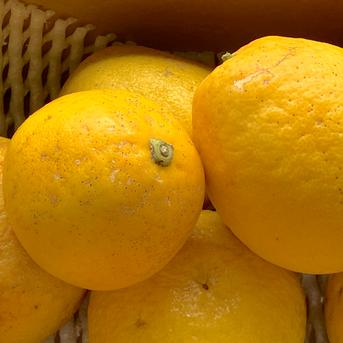 【選果落ち 訳あり品】熊本県産  河内晩柑 みかん  約2kg 箱込み【002】晩柑 サイズ 不揃い 柑橘類 柑橘 熊本 熊本産  蜜柑 食品 家庭用 訳あり 贈答用不可  約2kg 箱込み 果物/その他柑橘類通販