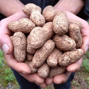 今が旬！】無農薬 生落花生 おおまさり 4kg 自然栽培（常温） | 野菜