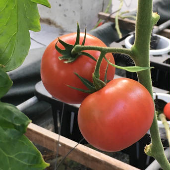 極旨トマト2箱【約2kg】 約2kg 野菜/トマト通販