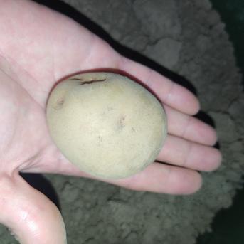 🥔農薬・化学肥料不使用「キタアカリ」3kg　Mサイズ🥔 ジャガイモ（キタアカリ）3kg 野菜/じゃがいも通販
