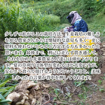 囲い生姜 無肥料 農薬栽培期間中不使用 露地栽培 熊本県産 4kg 4kg強 野菜/その他野菜通販