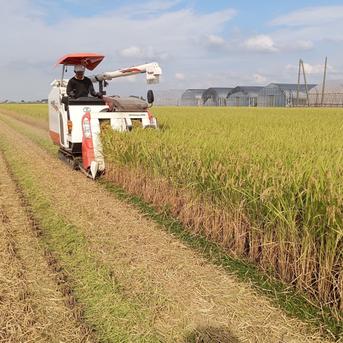 無農薬米新潟県産コシヒカリ15k | 米・穀物/米/精米 産直アウル 農家