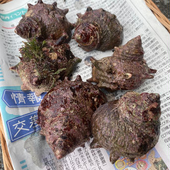 お試し1,200円！天然サザエ　約500グラム 500g 魚介類/サザエ通販