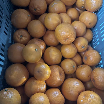 愛媛県中島産 天草 B級品20kg 【公式通販】