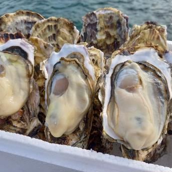 三陸直送！BBQ 用殻付き牡蠣40個加熱用 魚介類/牡蠣通販