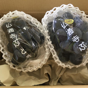 カッコいいブラビ！「ブラックビート」夏のぶどうの爽やかな彼 2房入600ｇ～800g程度量目（1房に付き300～500ｇ）60サイズ 果物/ぶどう通販