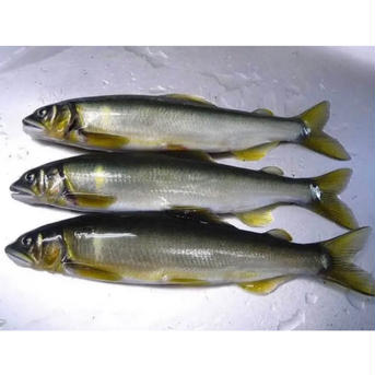 地下水育ち　中70g 卵パンパン！冷凍子持ち鮎 20尾 70g 20尾 約1400g 魚介類/川魚通販