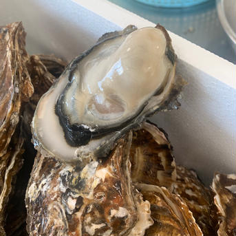 殻付き7キロ　剥き身1キロ 8 魚介類/牡蠣通販