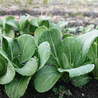 農家が食べる野菜セット(農薬・化学肥料不使用)【２〜３人前】（2kg以上） 【２〜３人前】（2kg以上） 野菜/野菜セット・詰め合わせ通販