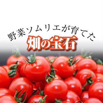 ソムリエミニトマト　ダイヤ500gとプラチナ500gの食べ比べセット 各500g 合計１kg 野菜/トマト通販