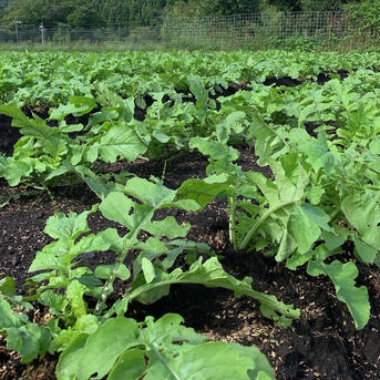 本日収穫】【神鍋高原産】間引き大根1kg | 野菜/大根 産直アウル 農家