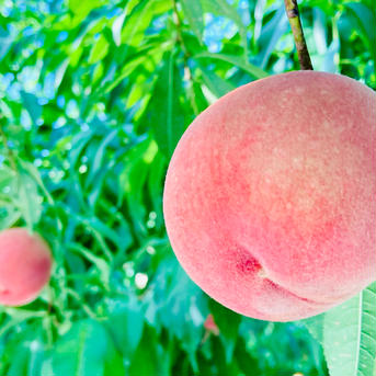 🍑夏ギフト🍑果汁たっぷり！旬の白桃・品種おまかせ（約2kg・6〜8玉入り）（贈答用） 桃（約2kg6-8玉） 果物/もも通販