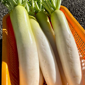 【厳冬期糖度UP】大根はるか8本12kg 農薬・化学肥料不使用 8本 約12kg 野菜/大根通販
