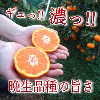 晩生みかんの旨さたっぷり！超熟みかん「熟太郎（じゅくたろう）」 お