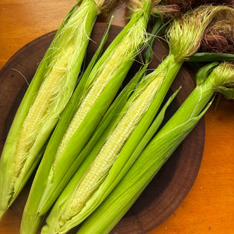 新鮮 ヤングコーン 朝取り 当日発送 朝採り新鮮！秋のヤングコーン！ ｜ 野菜/とうもろこし 産直アウル