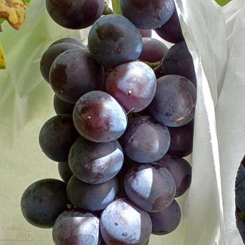 種なし 黒ぶどう2種 藤稔 高妻 1kg(500g 2房) ｜ 果物/ぶどう 産直
