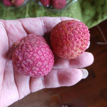宮崎生ライチ ｜ 果物/その他果物 産直アウル 農家・漁師など生産者