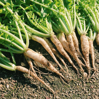 本日収穫】【神鍋高原産】間引き大根1kg ｜ 野菜/大根 産直アウル