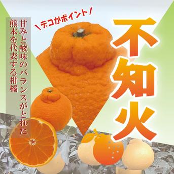 デコがポイント 不知火【贈答用 2.2～2.5kg】 ｜ 果物/オレンジ