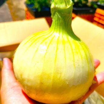 肉厚ジューシー♪大きな淡路島新玉ねぎ（３Lサイズ）　５ｋｇ 大きな新玉ねぎ５ｋｇ 野菜/玉ねぎ通販