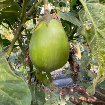 てんとうむしの野菜詰め合わせ トマト5個 茄子1個(ひとつで大きいんです)万願寺とうがらし600グラム 野菜/野菜セット・詰め合わせ通販