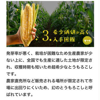 限定早期出荷【6月5日〜15日】甘々娘 or 甘太郎 4〜6本入り（3L〜L）『テルもろこし』 1.５kg前後 野菜/とうもろこし通販