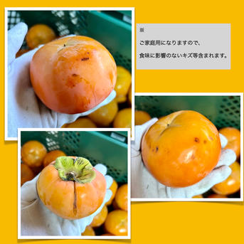 送料500円引き🍂】甘柿の王様！ 富有柿🟠✨ファミリーパック サイズM