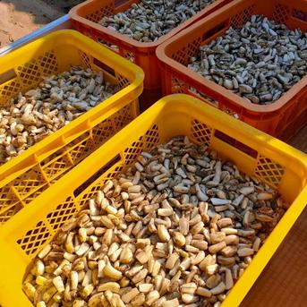【鳥取県産】らっきょう 洗いらっきょう 鳥取 砂丘らっきょう らっきょ 2kg 2kg 野菜/その他野菜通販